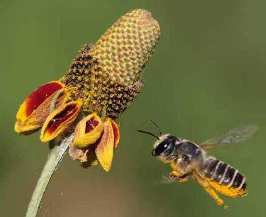 Managing Pollinators for Wildlife Tax Valuation